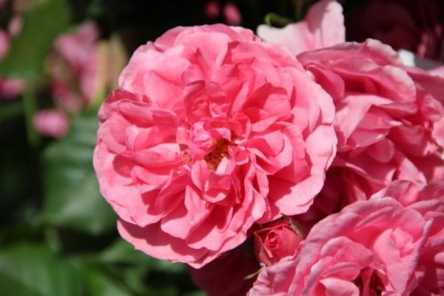 Roos 'Rosarium Uetersen' - Rosa 'Rosarium Uetersen'