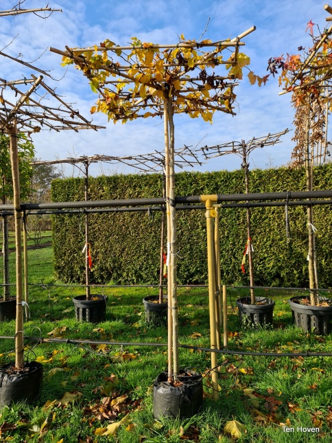 Dakvorm met impressie herfstkleuren Perzisch ijzerhard
