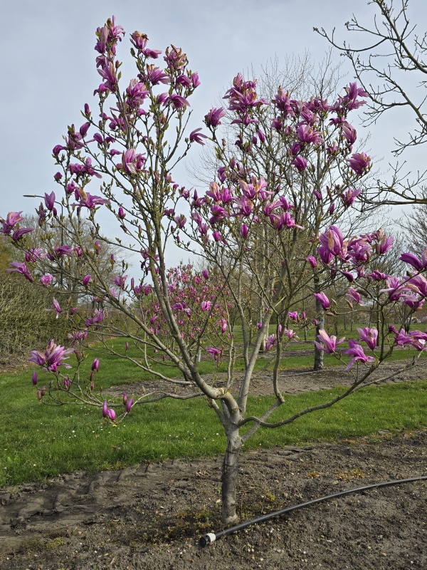 Magnolia
