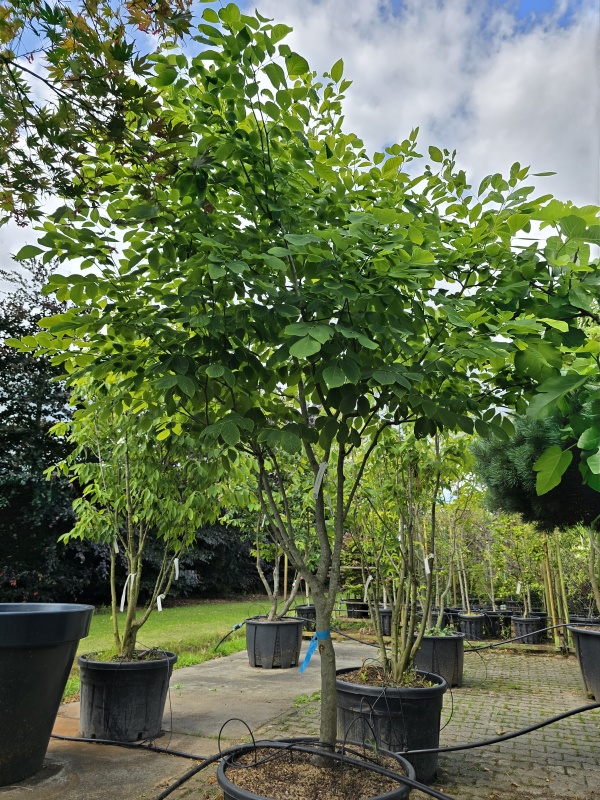 Japanse zilverboom