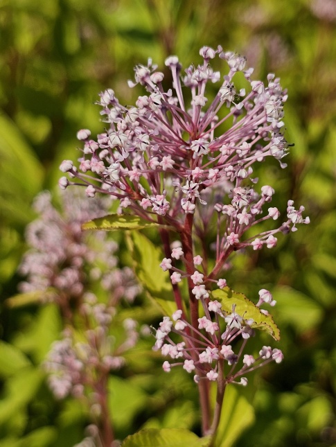 Ceanothus 'Marie Simon'  Amerikaanse sering met rijke bloei in de zomer