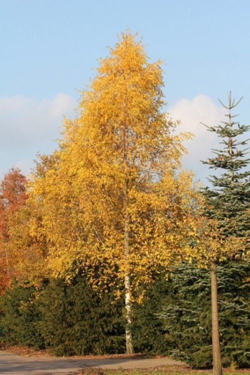 De ruwe berk is een populaire en inheemse boom