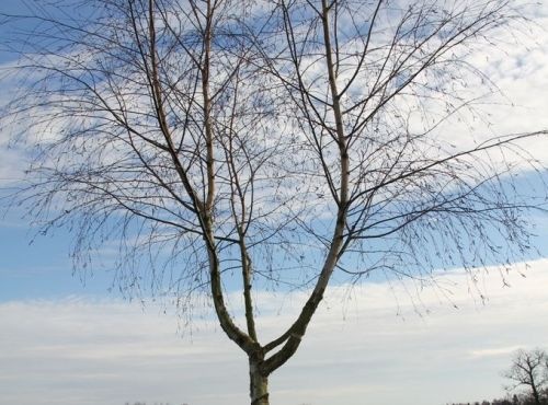 Ruwe berk klim- en klauterboom zonder blad