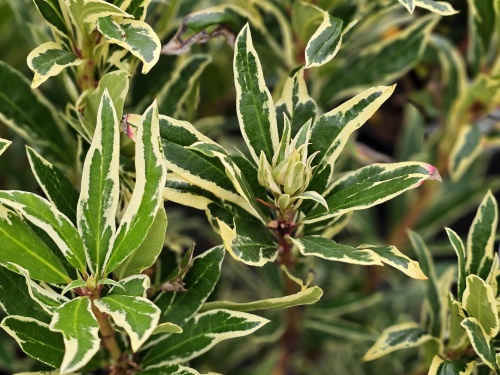 Rhododendron ponticum variegatum