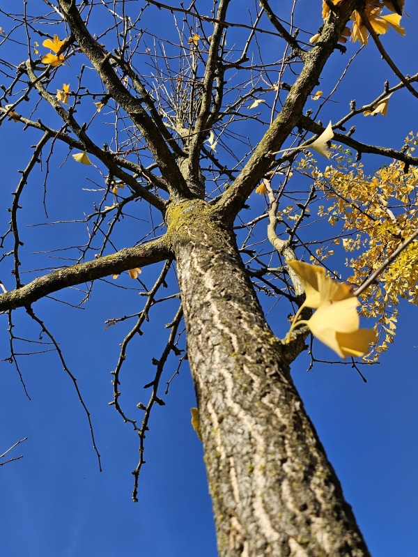 Gingko biloba oder Tempelbaum