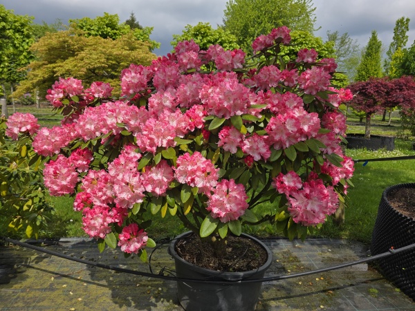 Rhododendron