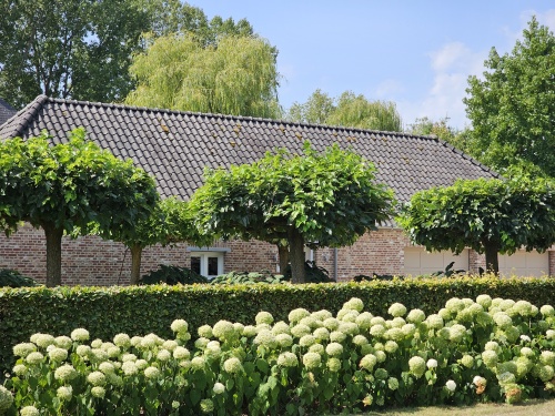 Witte Moerbei 'Macrophylla', dakvorm in voortuin