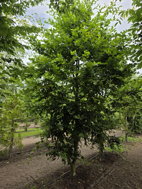 Haagbeuk speelboom struikboom klimboom