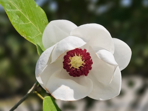 Magnolia sieboldii witte bloem met rood hart bloeit eind mei
