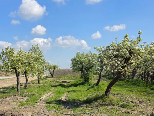 veterane perenbomen in april