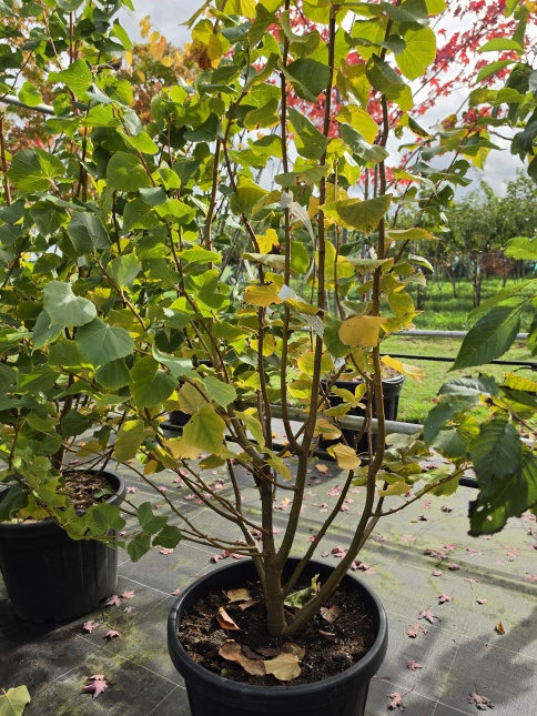 lindeboom Winter Orange'  blad nazomer
