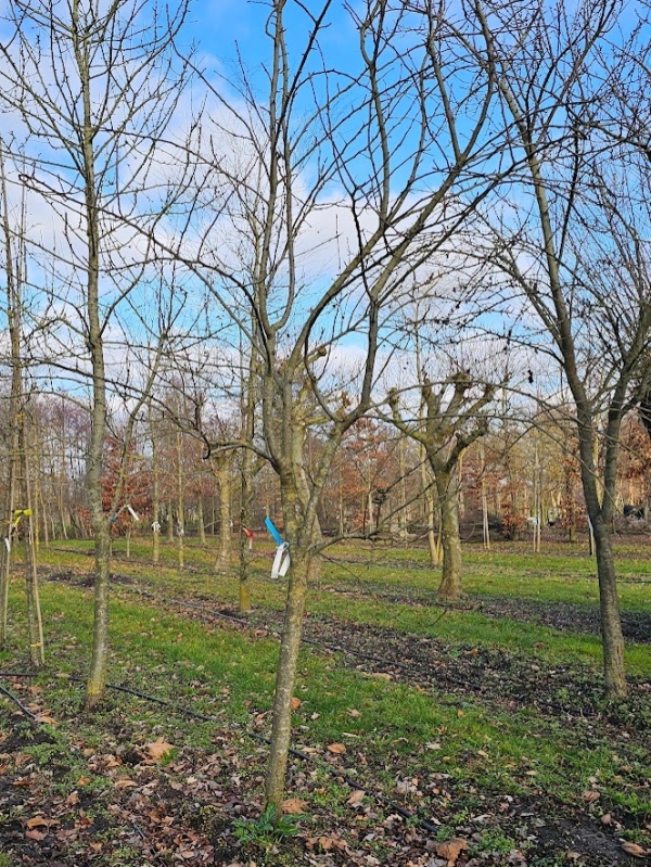 Pruimenboom met blauw-paarse lekkere pruimen