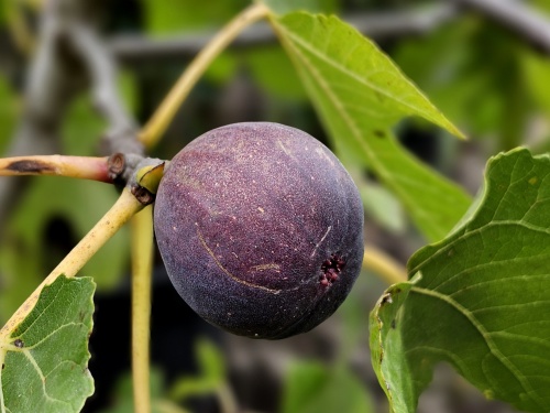 Ficus carica 'Brown Turkey'