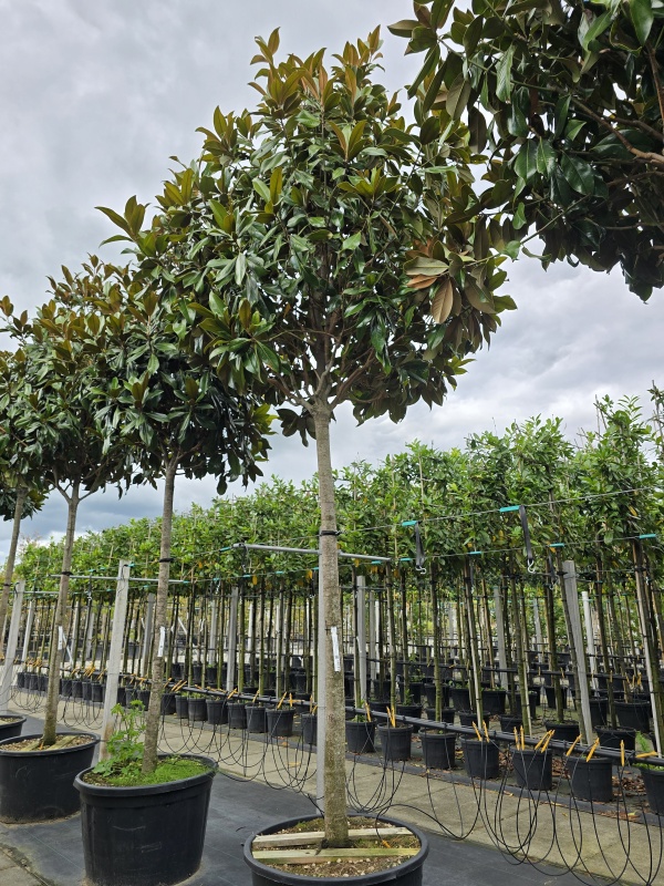 Magnolia grandiflora 'Galissonnière'