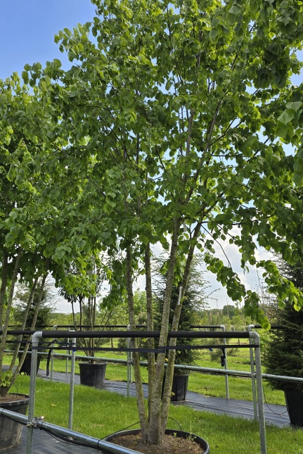 koningslinde meerstam