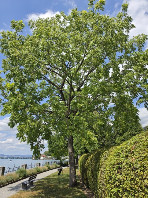 Juglans Nigra. De zwarte noot op de kwekerij van Ten Hoven Bomen in Apeldoorn