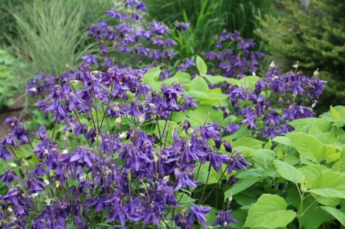 Aquilegia Alpina bloeit zuiver blauw.