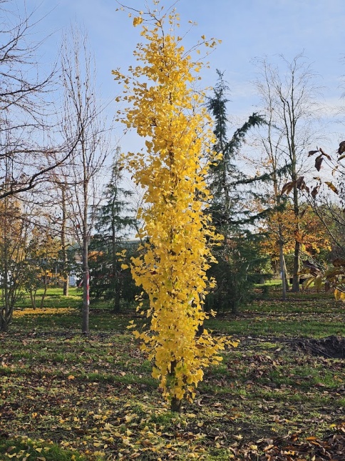 Japanse Notenboom 'Obelisk', zuilvorm herfst