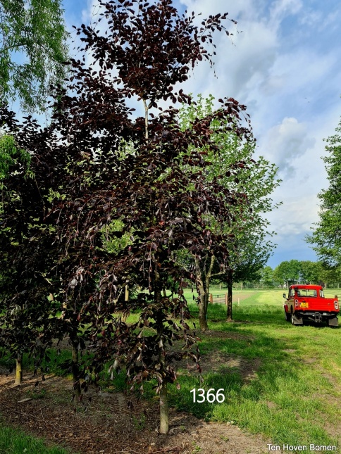 Rode Beuk 'Riversii' met zwart rood blad 15 mei 2026