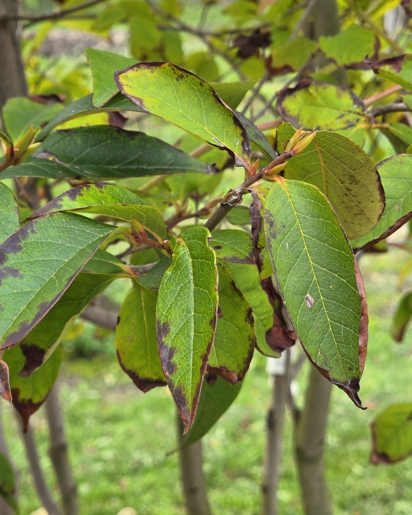 Schijncamelia