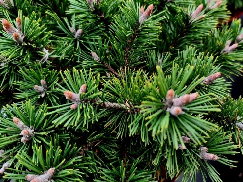 Dwergden pinus mugo humpy
