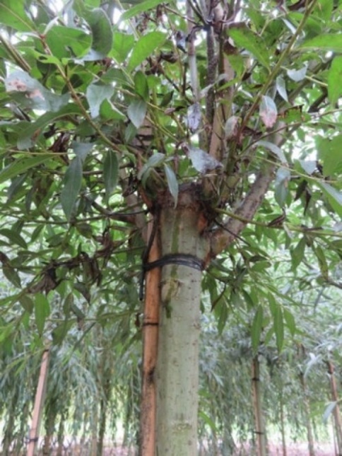 Salix alba 'Liempde'