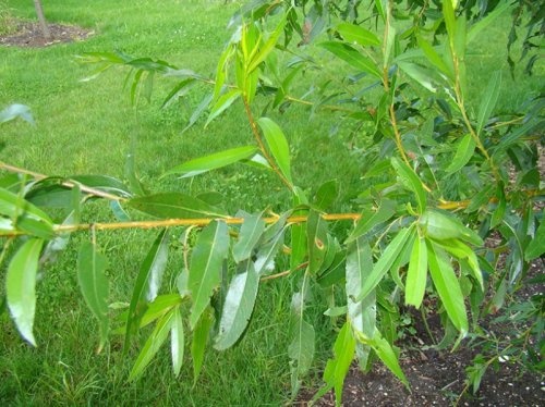 Schietwilg, knotwilg - Salix alba 'Chermesina'