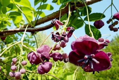 Schijnaugurk - Akebia quinata