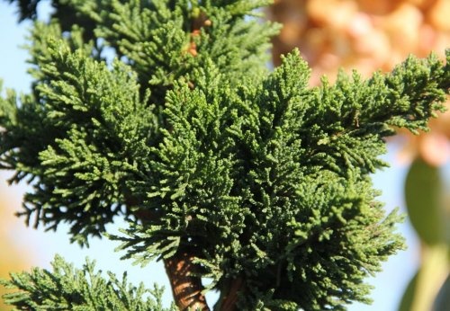 Schijncipres 'Wissel's Saguaro' ook fraai in uw Japanse tuin
