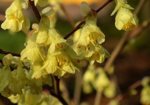 Corylopsis bloeit in maart
