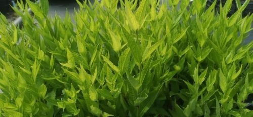 Chelone obliqua 'Alba'