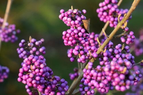 Schoonvrucht  - Callicarpa bodinieri