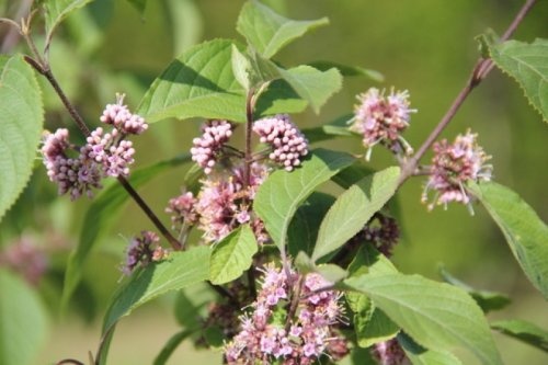 Schoonvrucht 'Giraldii' met bloemen