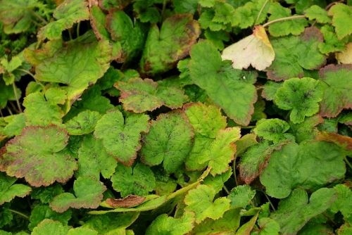 Schuimbloem - Tiarella cordifolia