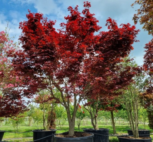 Japanse esdoorn 'Bloodgood' toepassing tuin juni 2025