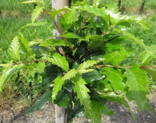 Semi- wintergroene eik 'Wageningen' jonge boom