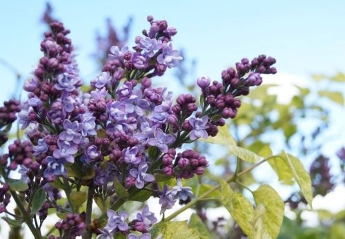 Sering Aucubaefolia struiken leveren wij in verschillende maten