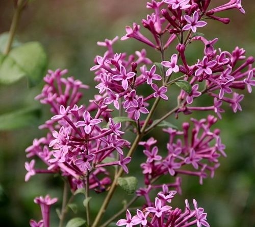 Sering 'Dark Purple' in bloei