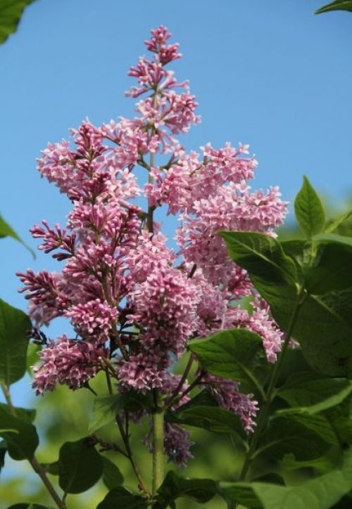 Sering 'Josikaea' met roze bloemen
