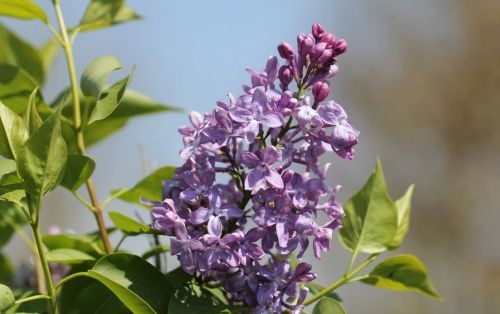 Sering 'Lavender Lady' in struivorm met bloemen