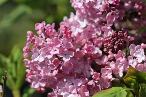 Sering 'Maiden's Blush' in struikvorm met bloemen