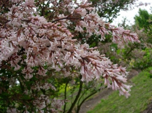 Sering - Syringa meyeri 'Palibin'
