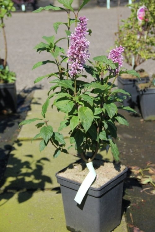 Sering 'Minuet' met paarse bloemen