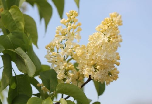 Sering 'Primrose' is een bloeiende struik die wij in diverse maten leveren