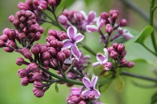 Sering 'Sensation' bloesem