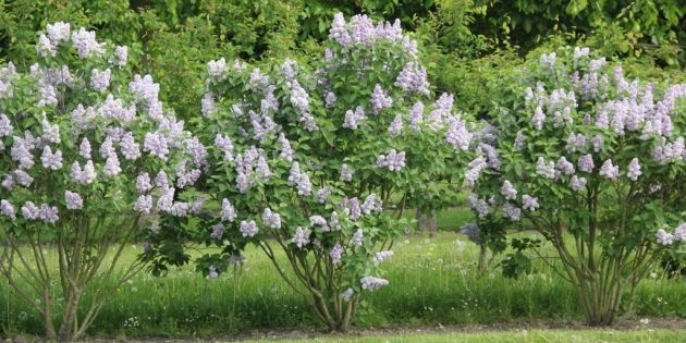 Seringen voor kleur en geur in de tuin