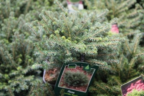 Servische spar, dwergsoort - Picea omorika 'Karel'