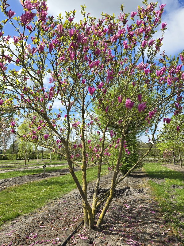 Magnolia