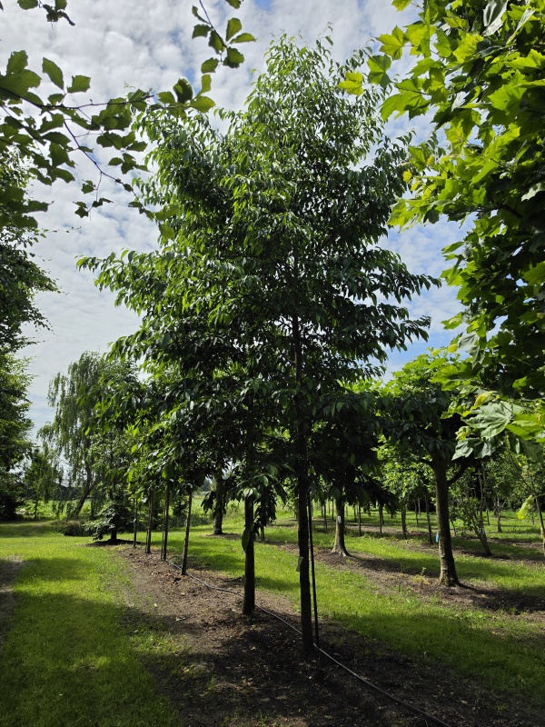 Grootbladig Els