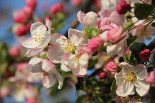 Sierappel - Malus 'Evereste'